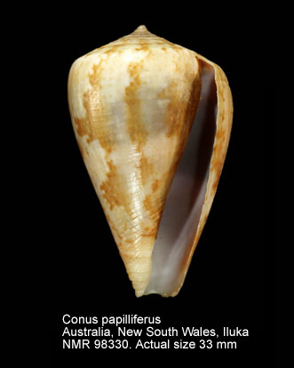 Conus papilliferus (9).jpg - Conus papilliferus G.B.Sowerby,1834